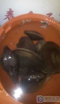 河蚌如何处理