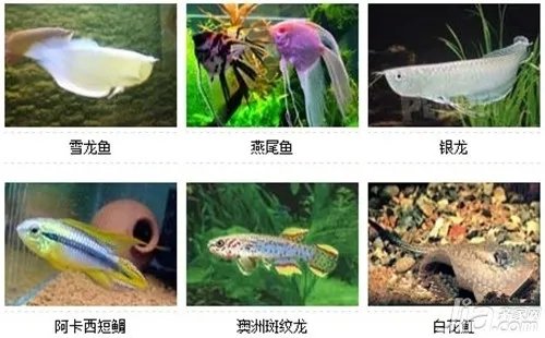 观赏鱼的种类 观赏鱼图片及名称