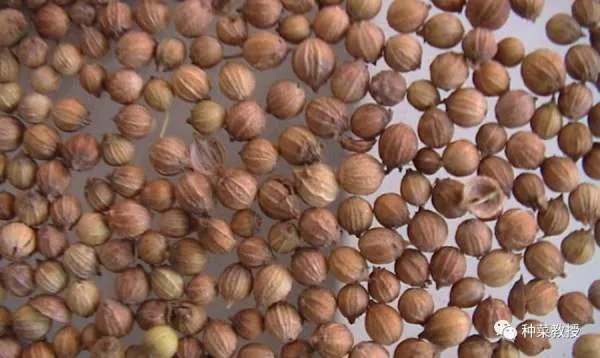 香菜种植有什么好方法