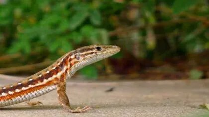 麻蜥一般吃什么