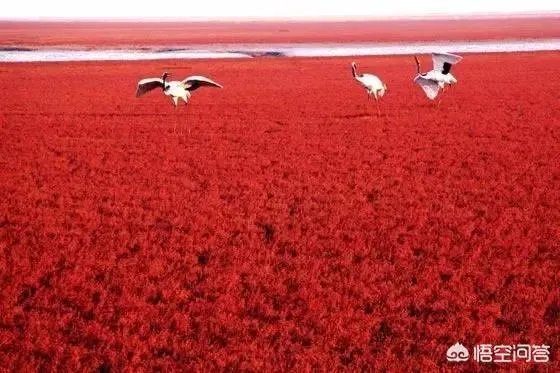辽宁红海滩值得去吗?为什么海滩是红色的呢?