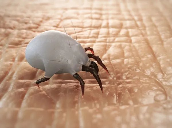 被子上的螨虫是什么样子的