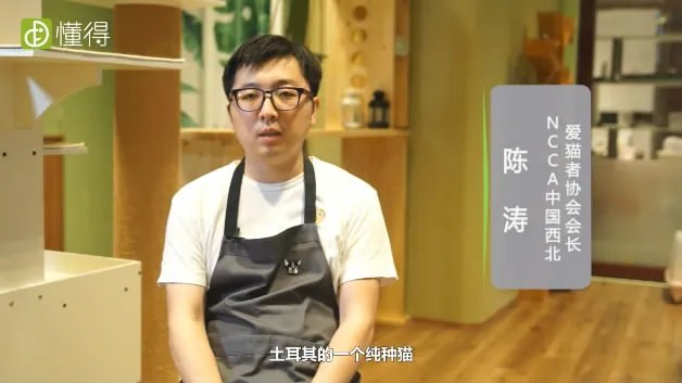 什么是安哥拉猫