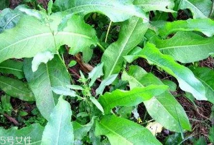 土大黄与大黄的区别 三个方面