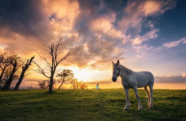马诗古诗的意思翻译 马诗诗意翻译