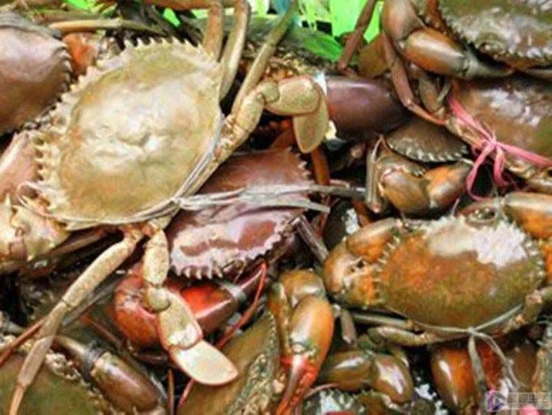 清蒸螃蟹要蒸几分钟才可以熟