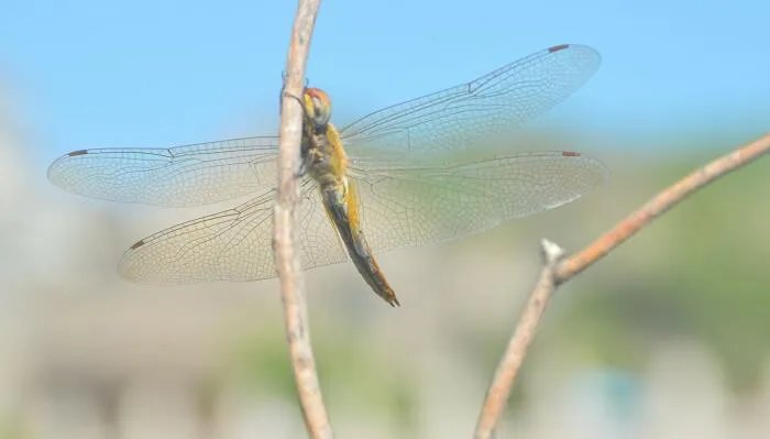 蜻蜓是益虫吗