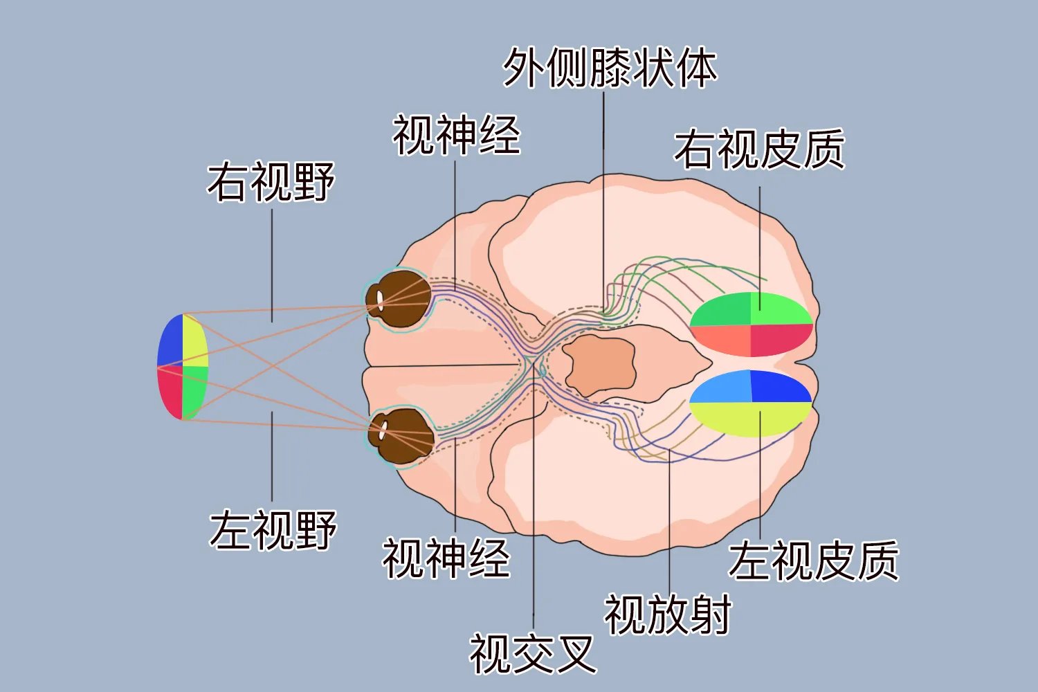 眼部解剖结构图解