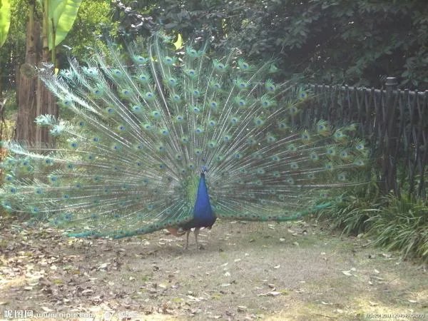 孔雀开屏的图片