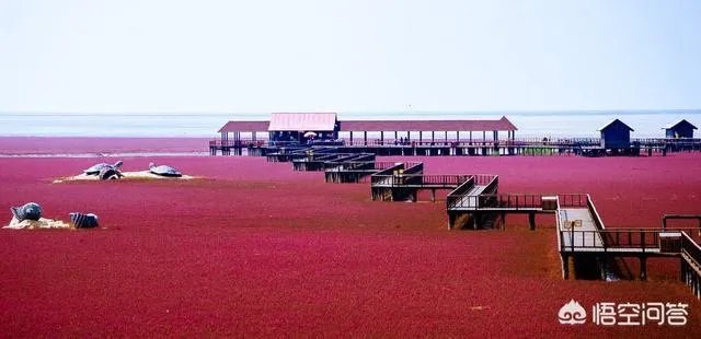 辽宁红海滩值得去吗?为什么海滩是红色的呢?