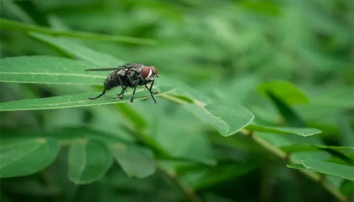 灭苍蝇的办法 灭苍蝇的办法有什么
