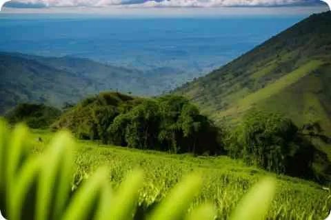 文言文翻译在线转换