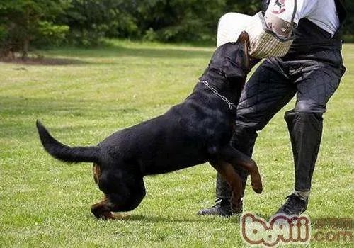 罗威纳咬人怎么办？