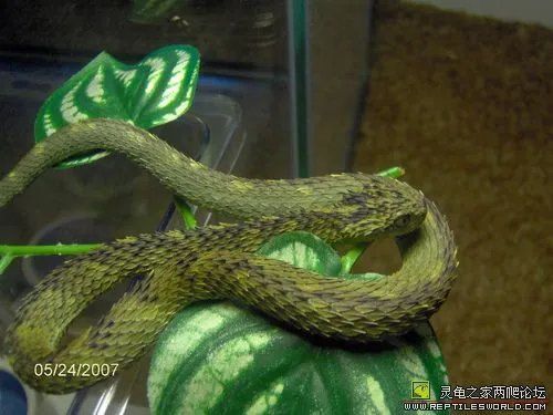 基伍树蝰的简介