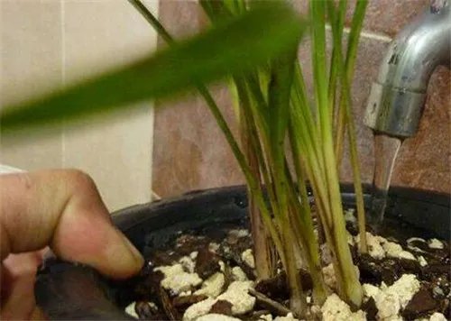 养花技巧有哪些 养花五大技巧