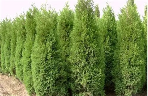 柏树价格市场上一般多少 常见柏树的种类及其介绍