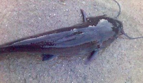 胡子鲶怎么做好吃 胡子鲶的六大做法