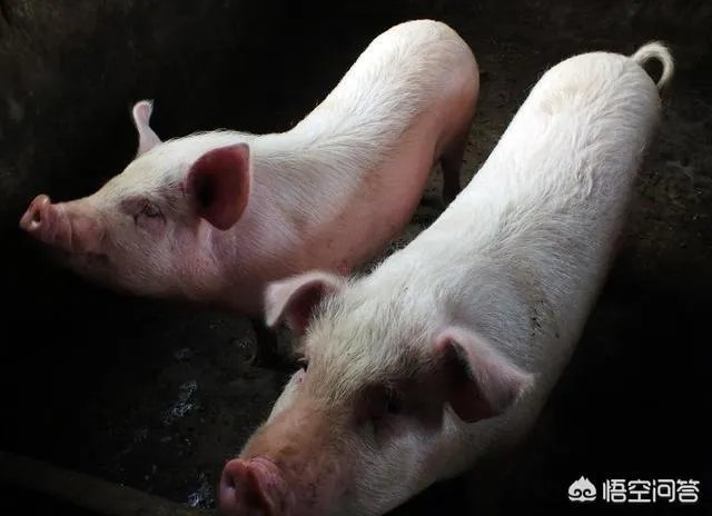 2018年生猪价格行情走势如何？