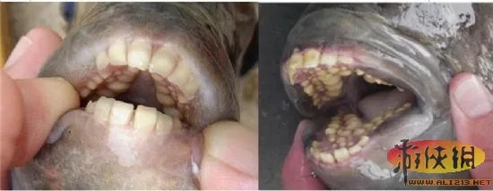 自然界令人恐惧7张嘴：吸血鬼鱼简直是个噩梦