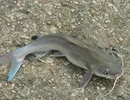 一个鱼一个占是什么字？