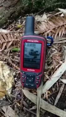 哪里的大熊猫下山偷笋?