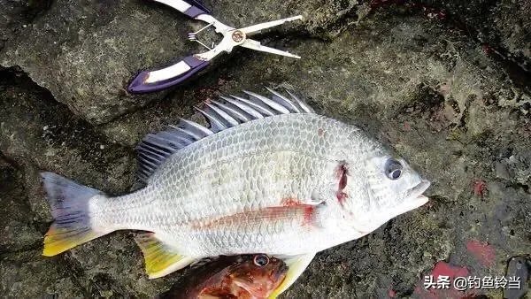 黄脚腊,黄脚立一样吗