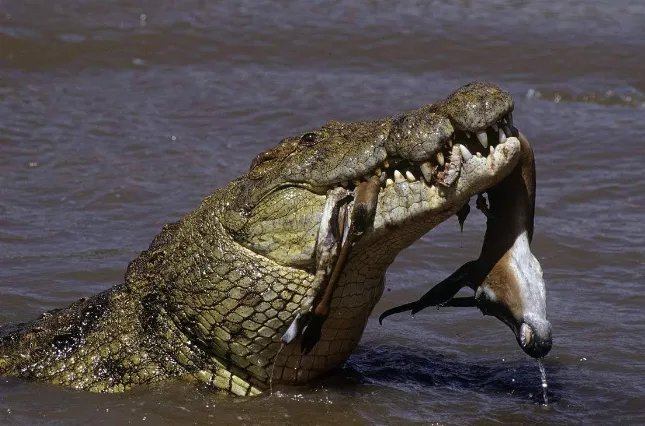 世界十大巨型鳄鱼 湾鳄体重超1600公斤,曾吞食上千日军