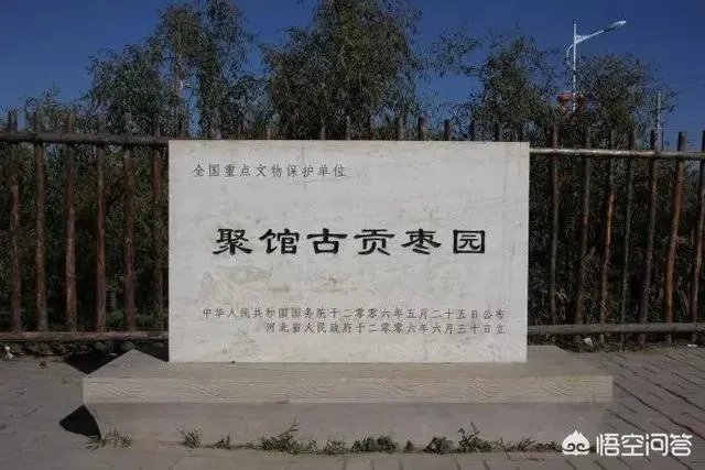 沧州哪个地方的冬枣最多？