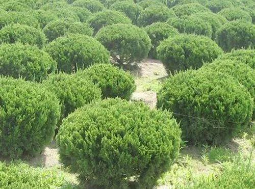 柏树价格市场上一般多少 常见柏树的种类及其介绍