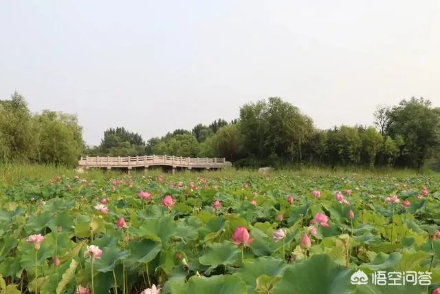 潍坊湿地公园在哪里？有多大？