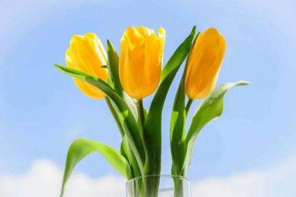 西欧的封建制度