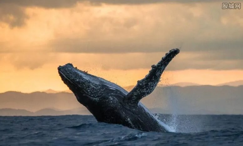 鲸鱼为什么会搁浅 真相震惊看完整个人都不好了