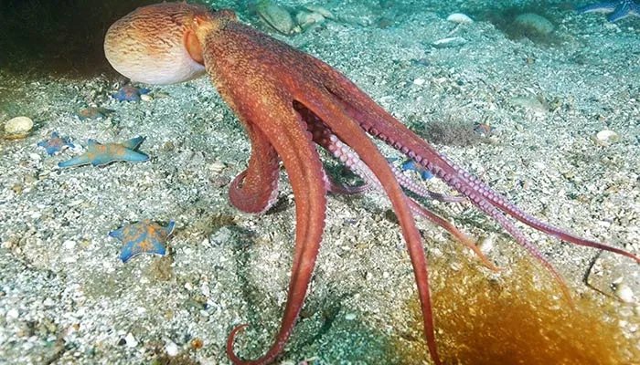 八爪鱼怎么清洗 八爪鱼应该怎么清洗