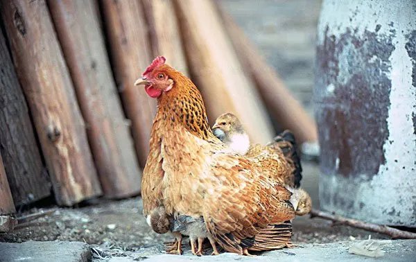 鸡鸭脱毛机效果好吗