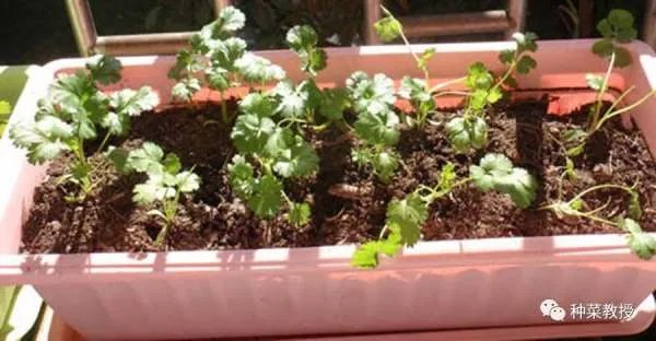 香菜种植有什么好方法