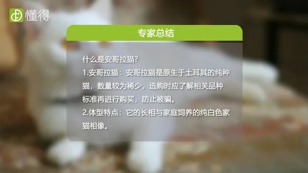 什么是安哥拉猫