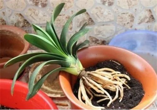 养花技巧有哪些 养花五大技巧