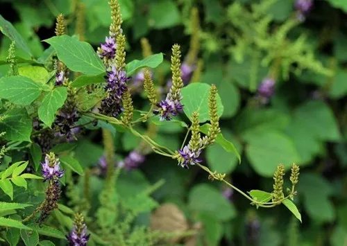 葛根花的作用与功效 如何正确的食用葛根花