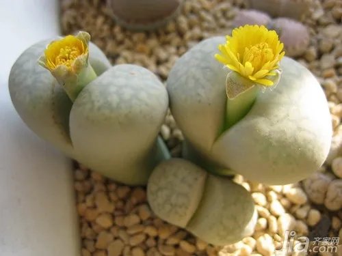 石生花的种植方法