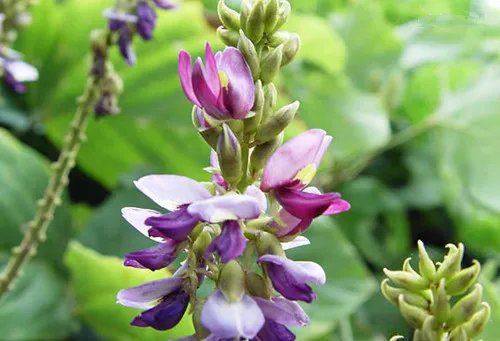 葛根花的作用与功效 如何正确的食用葛根花