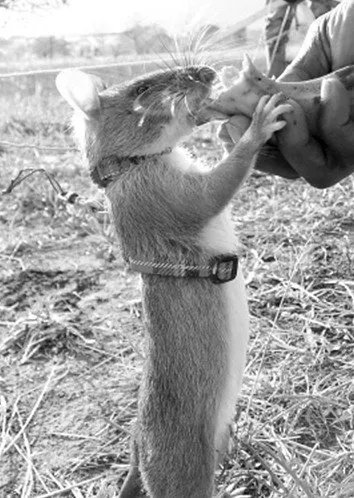 冈比亚鼠的简介