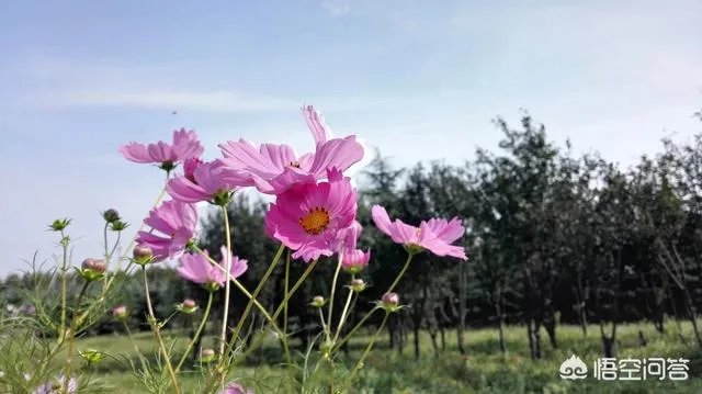 潍坊湿地公园在哪里？有多大？