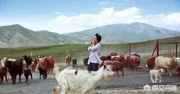 李娟的散文特别好，谁能说说她散文的特点是怎样的？