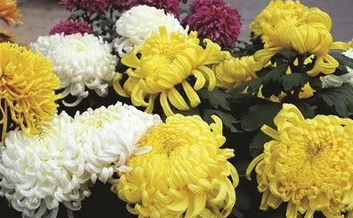 杭州哪里有菊花展是2020年几月几号？