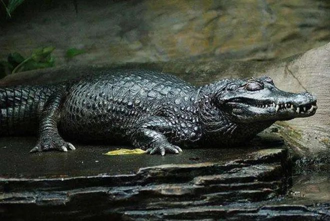 世界十大巨型鳄鱼 湾鳄体重超1600公斤,曾吞食上千日军