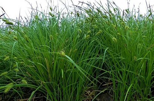 乌拉草是什么   乌拉草有哪些用处