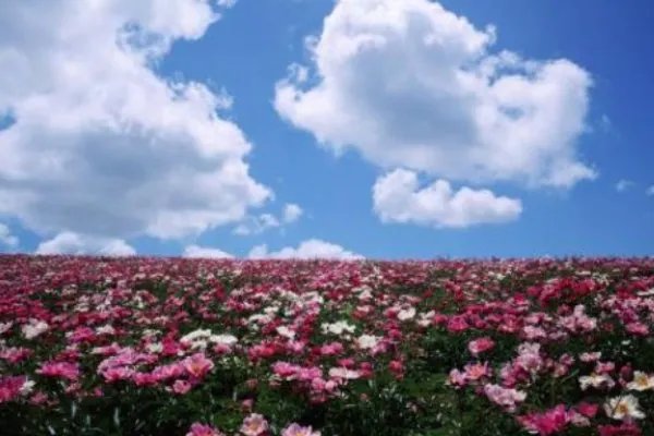 蓝天白云好心情的短语有什么？