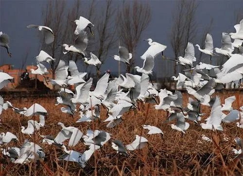 陷阱对焦的使用方法