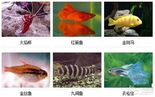 观赏鱼的种类 观赏鱼图片及名称