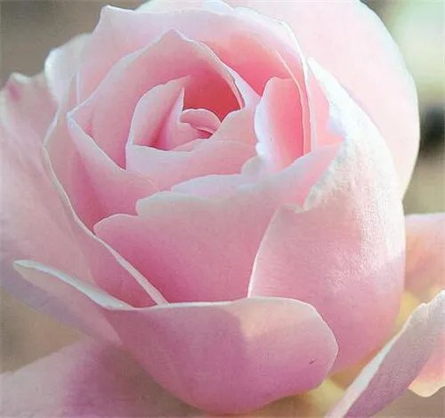 粉红色玫瑰花的花语 粉红色玫瑰花的搭配技巧